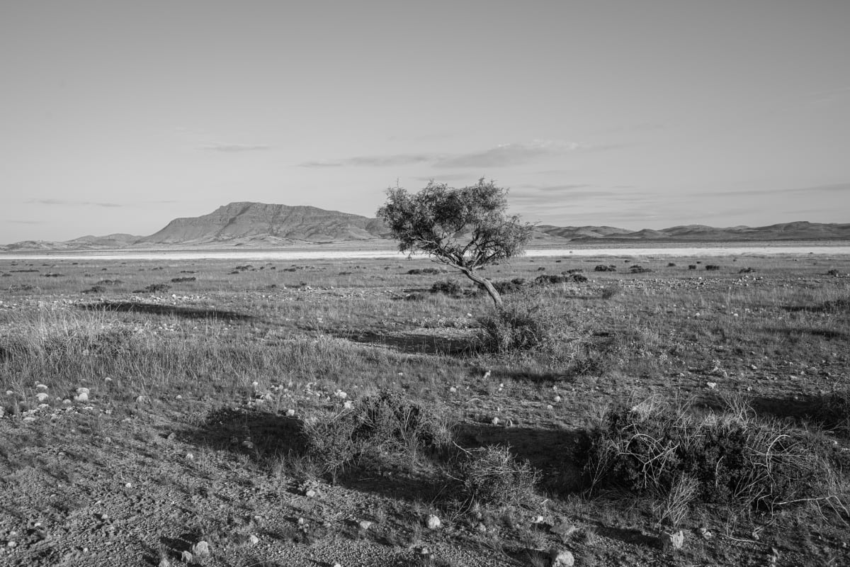 Untitled, Hwy 17 Roadside by Billy Moore 