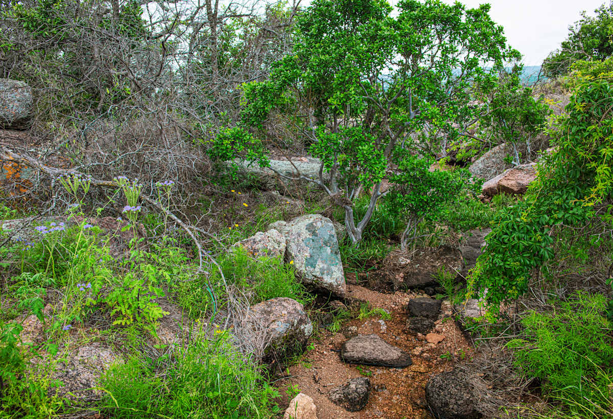 Untitled, Enchanted Rock by Billy Moore 