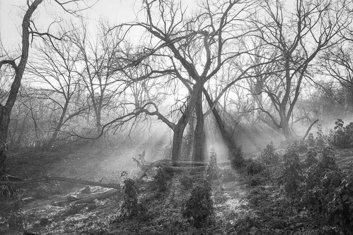 TG_Fog and Trees by Billy Moore, Image 4.