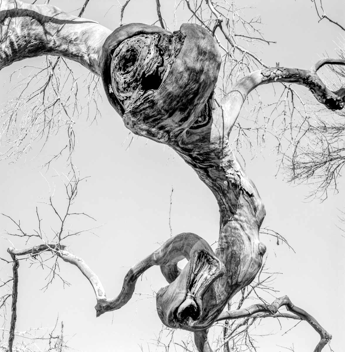 TG_Gnarly Branch2_2016-083 by Billy Moore 