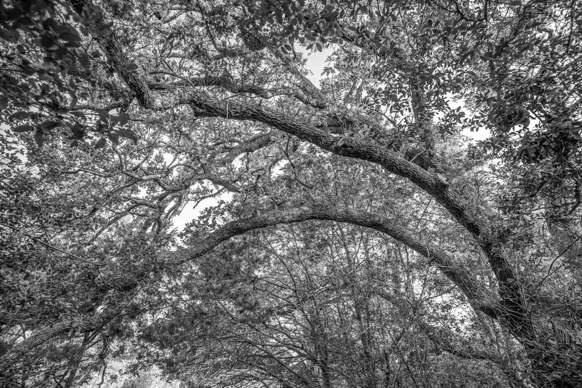 TG_McKinney Roughs Tree_3977 by Billy Moore 