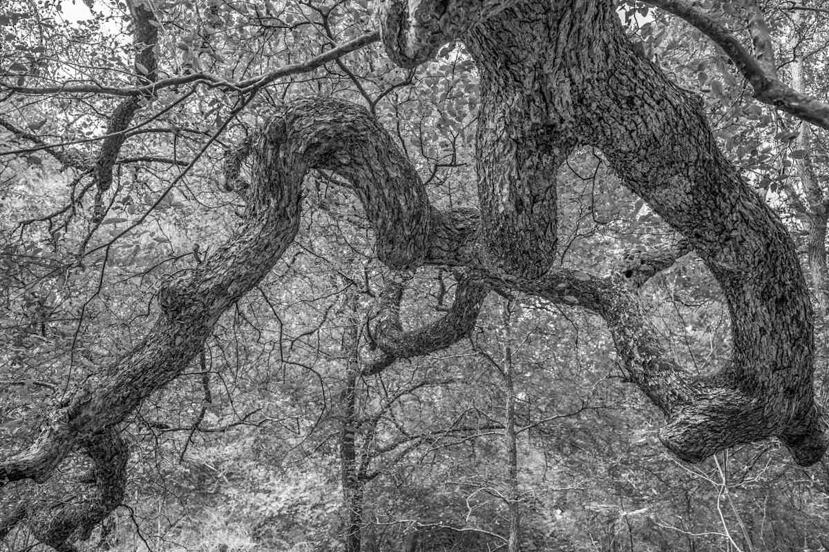 TG_McKinney Roughs tree_3937 by Billy Moore 