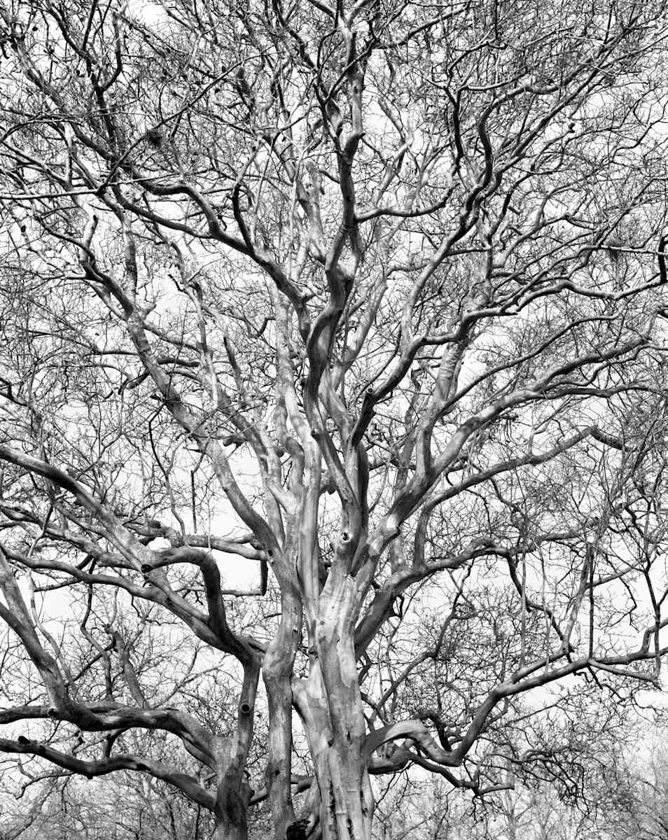 TG_Old Persimmon by Billy Moore 