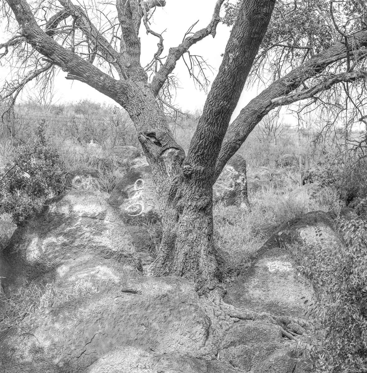 TG_Roadside Park Tree_12016 by Billy Moore 