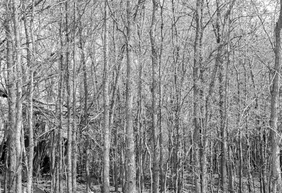TG_Tree Grove_201845 001281 by Billy Moore, Image 14.