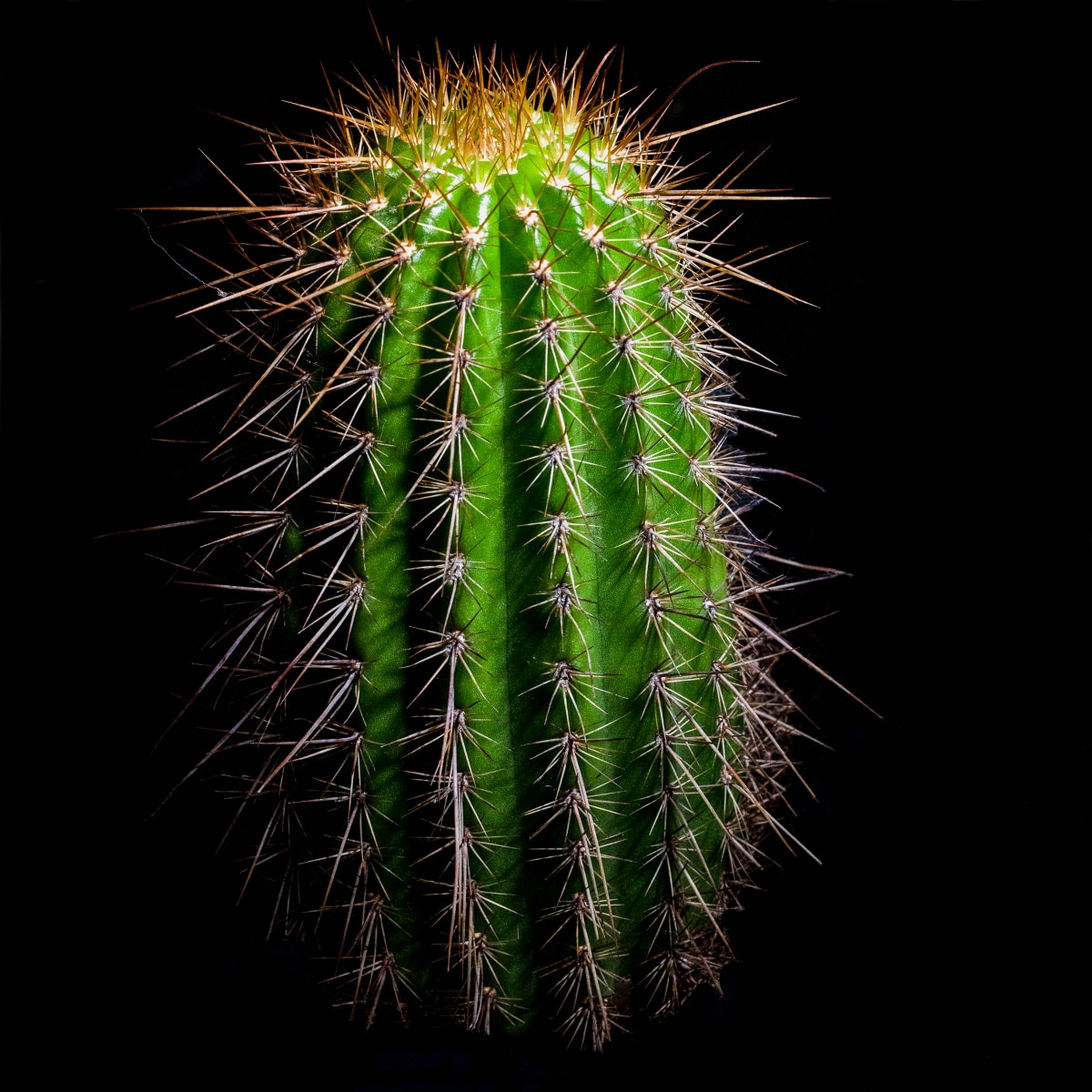 Tricholobivia by Billy Moore 