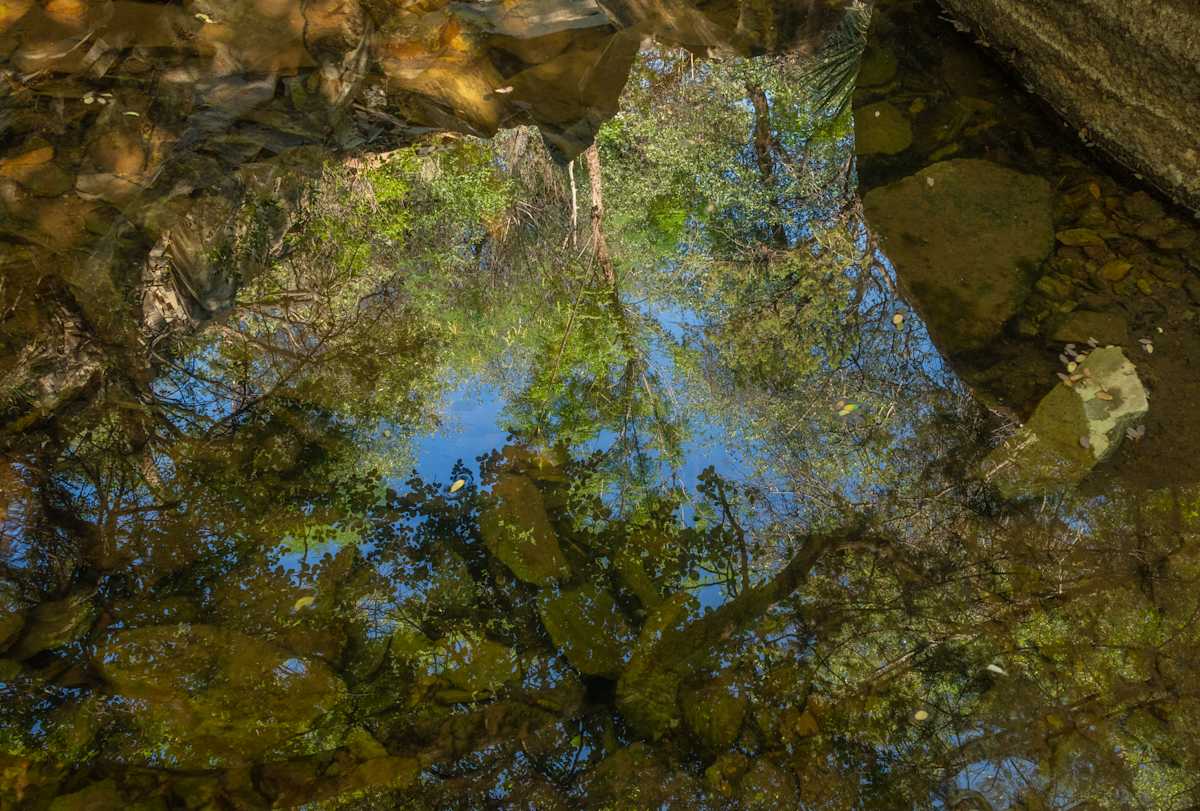 Limpia Creek Tree Reflections by Billy Moore 