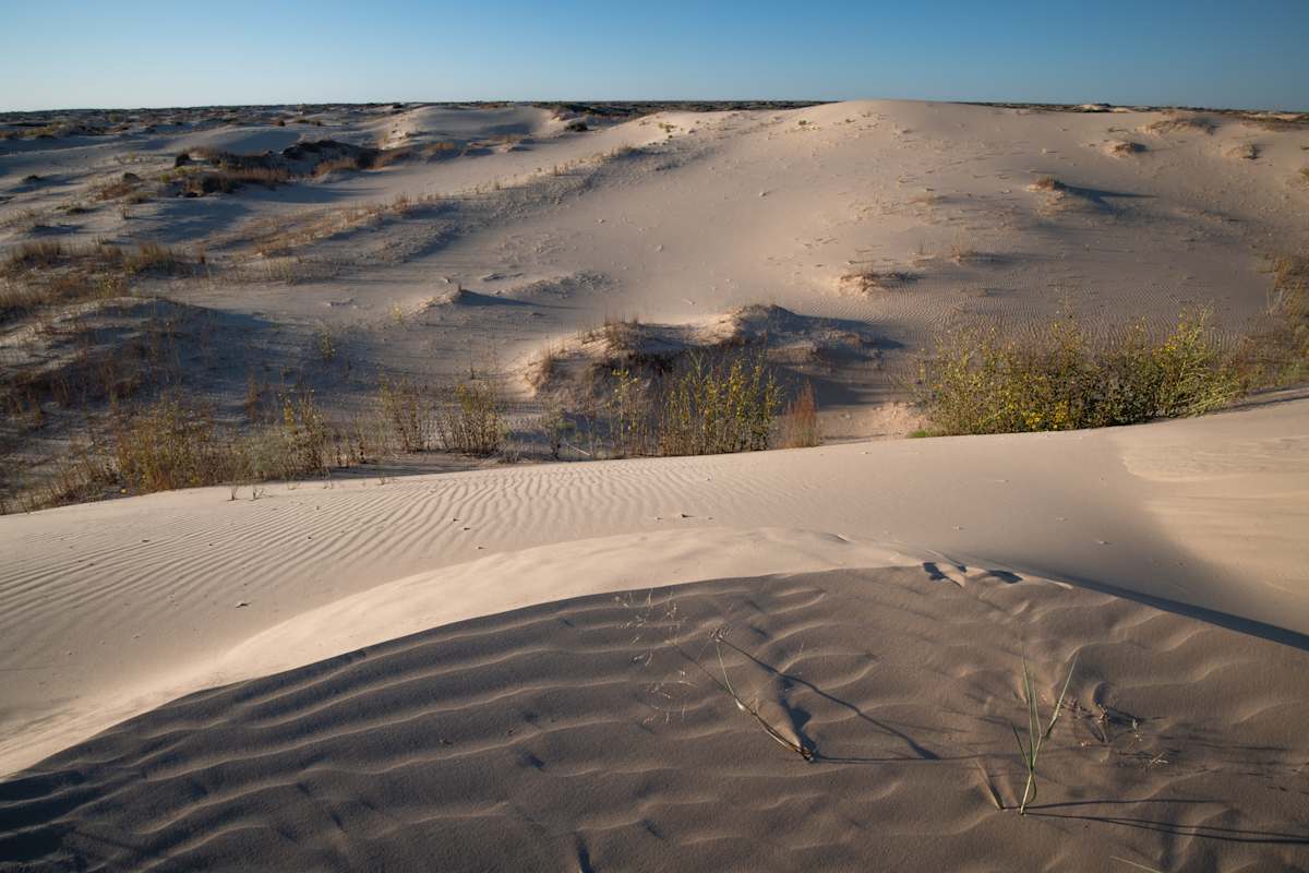 WTC_Monahans Dunes_7306 by Billy Moore 
