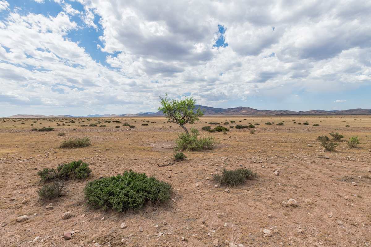 WTC_ Roadside Tree_4669 by Billy Moore 