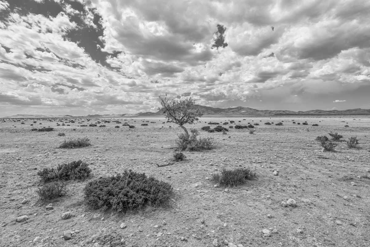 Roadside Tree by Billy Moore, Image 1.