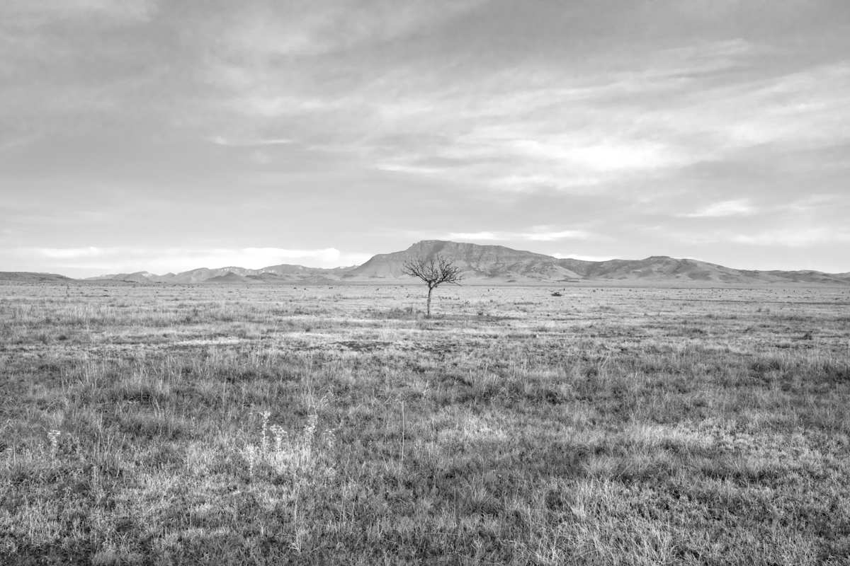 Roadside Tree, Hwy 17 by Billy Moore, Image 1.