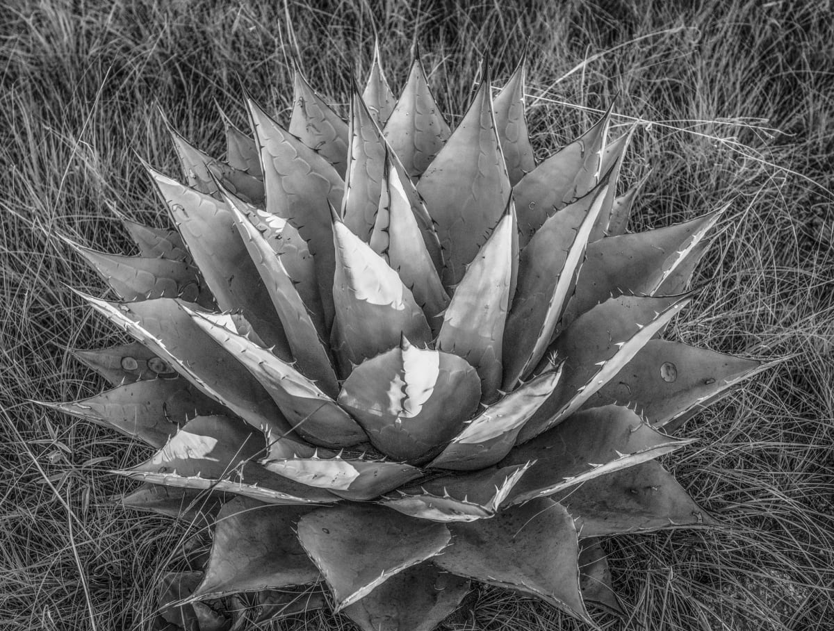 Agave, Madera Canyon by Billy Moore 