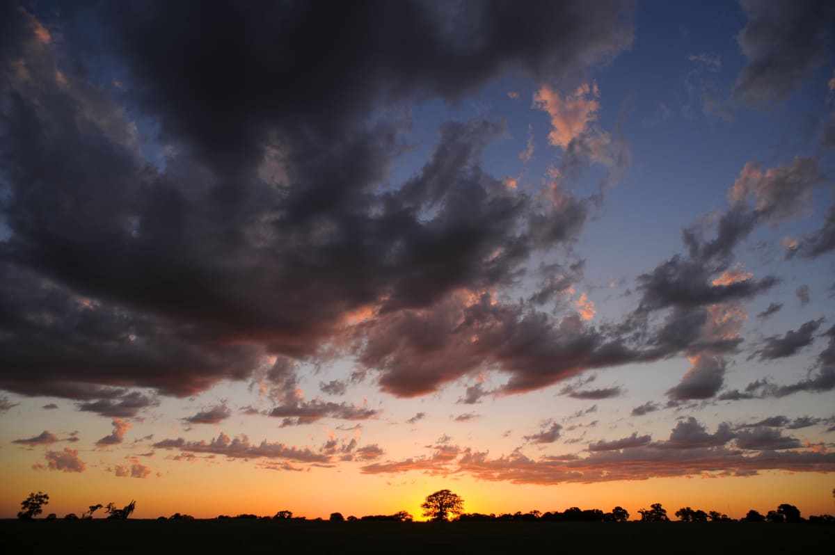 Sunset Tree, Bastrop County by Billy Moore 