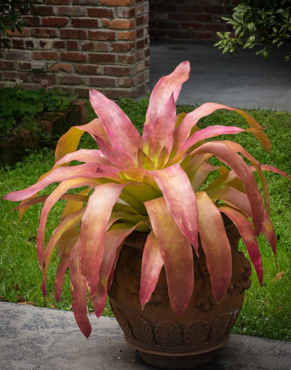 Androlepis Paradise by Glenn Stokes 