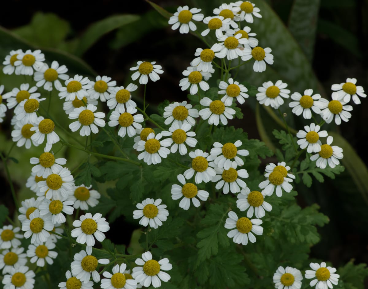 Bidens Daisy by Glenn Stokes 