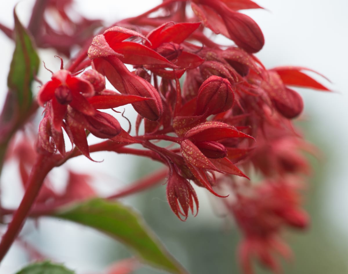 Glory Bower Old Flowers by Glenn Stokes 