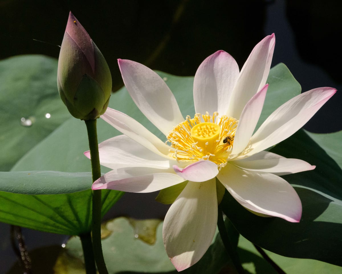 Lotus Flower by Glenn Stokes, Image 1.