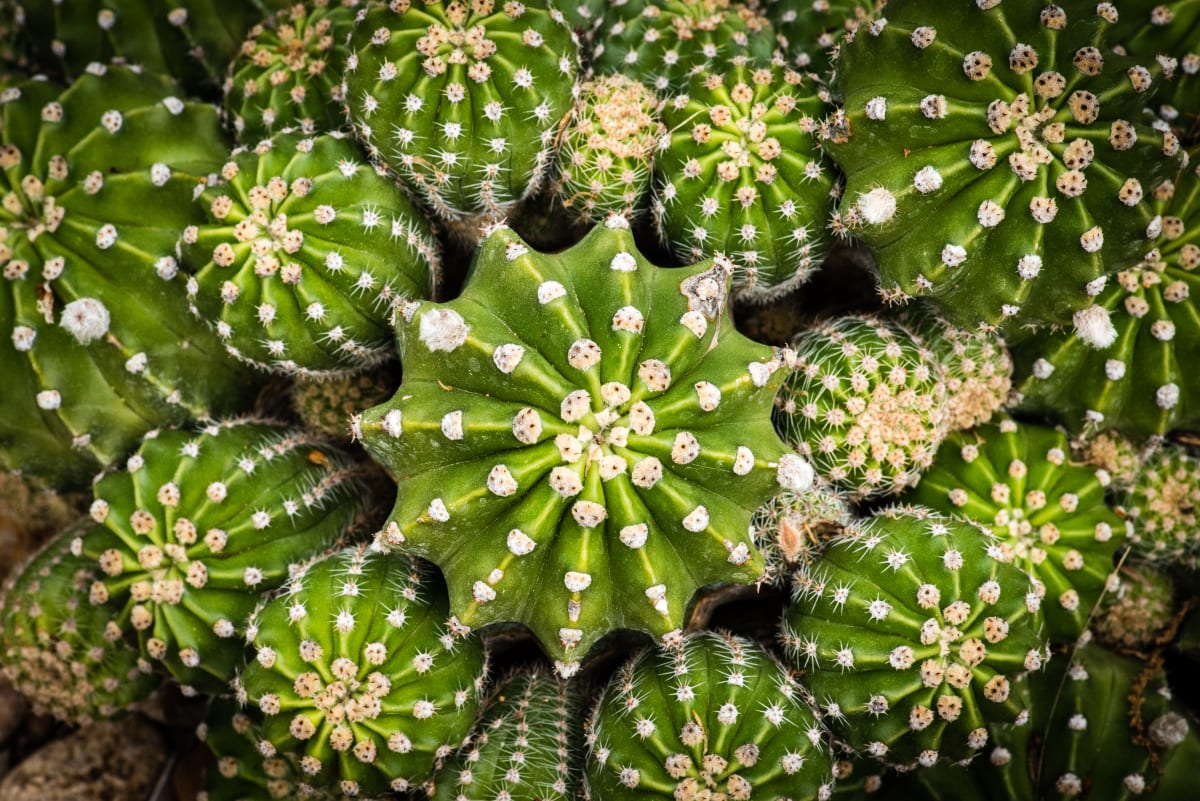 Sea Urchin Cactus by Glenn Stokes 