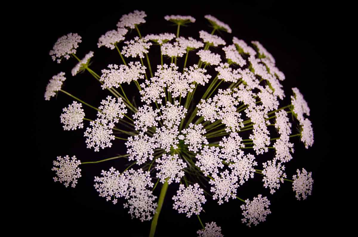 White Dill by Glenn Stokes, Image 1.
