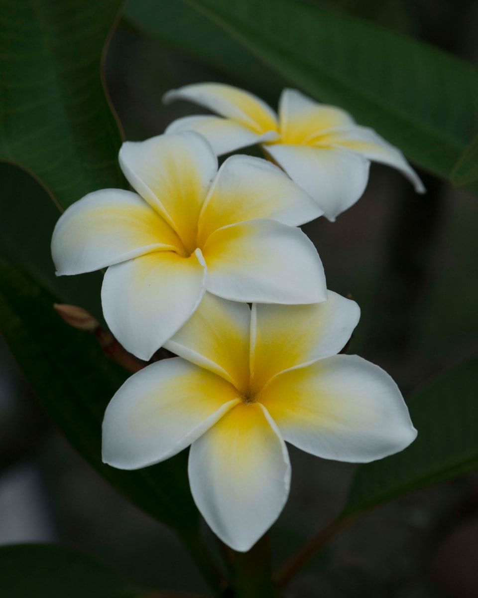 Yellow and White Plumeria by Glenn Stokes 