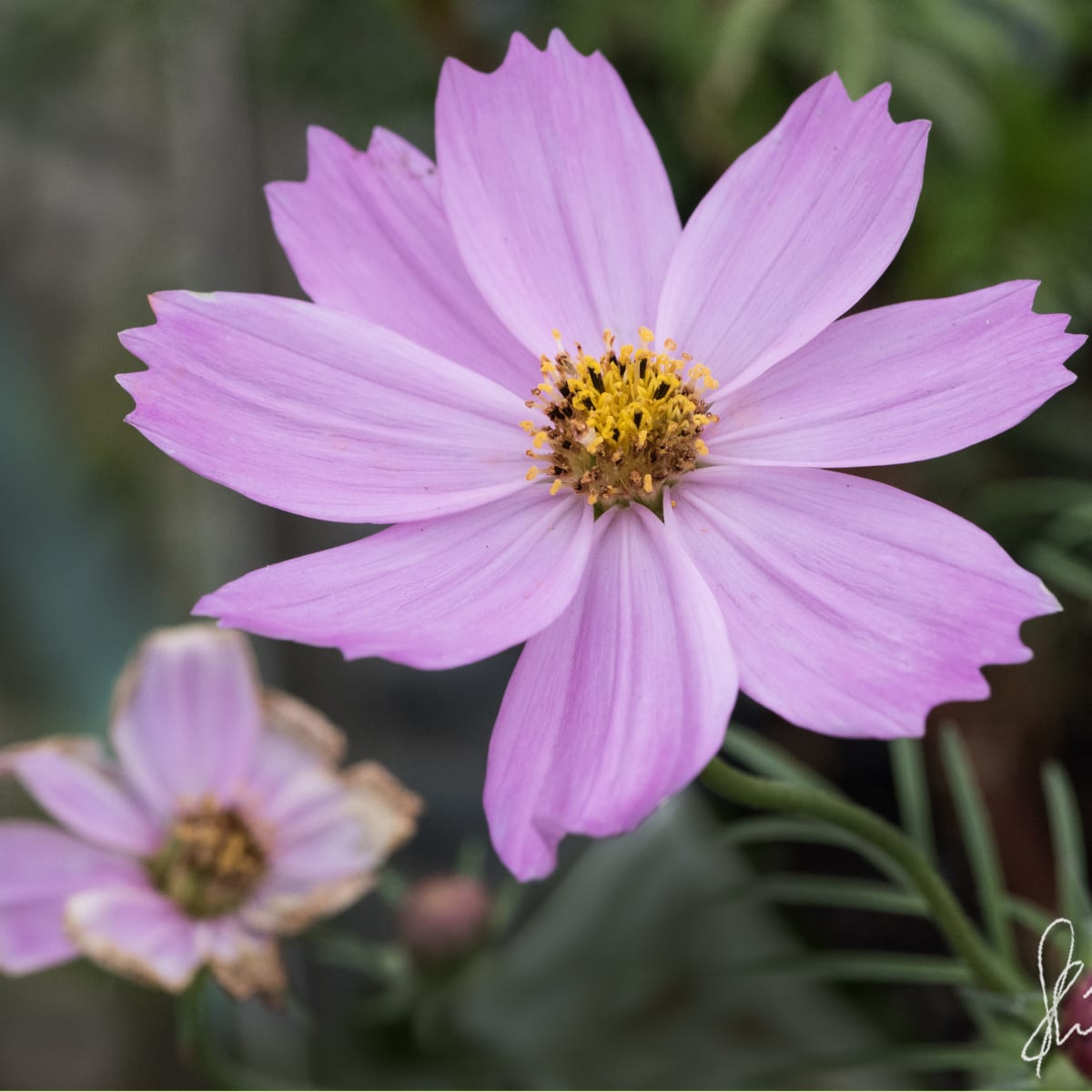 Pink Cosmos by Glenn Stokes 