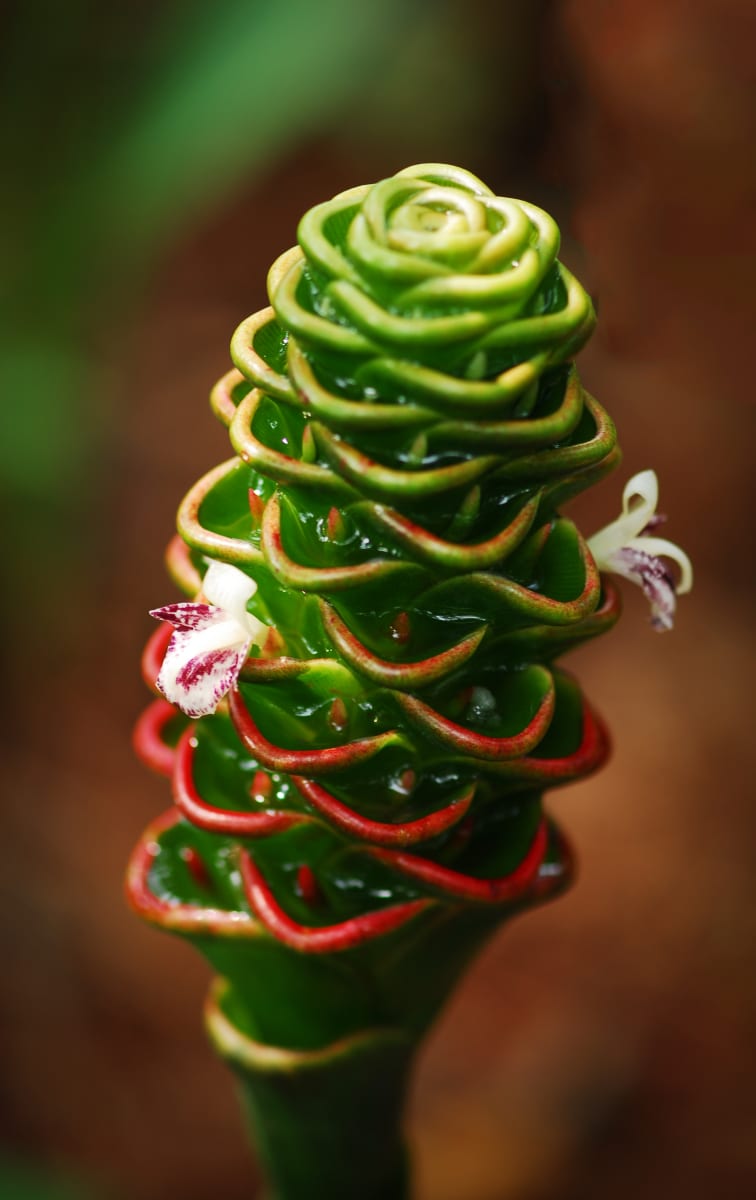 Zingiber Beehive Ginger by Glenn Stokes 