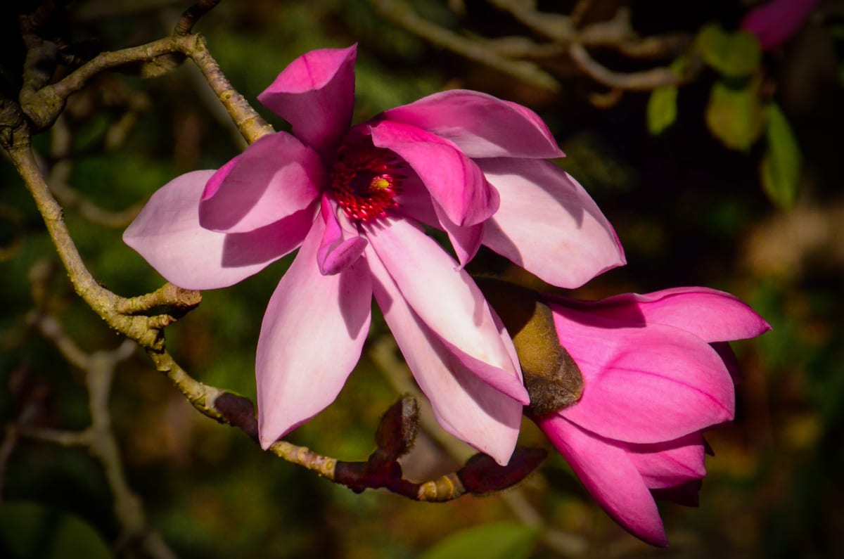 Japanese Magnolia by Glenn Stokes 