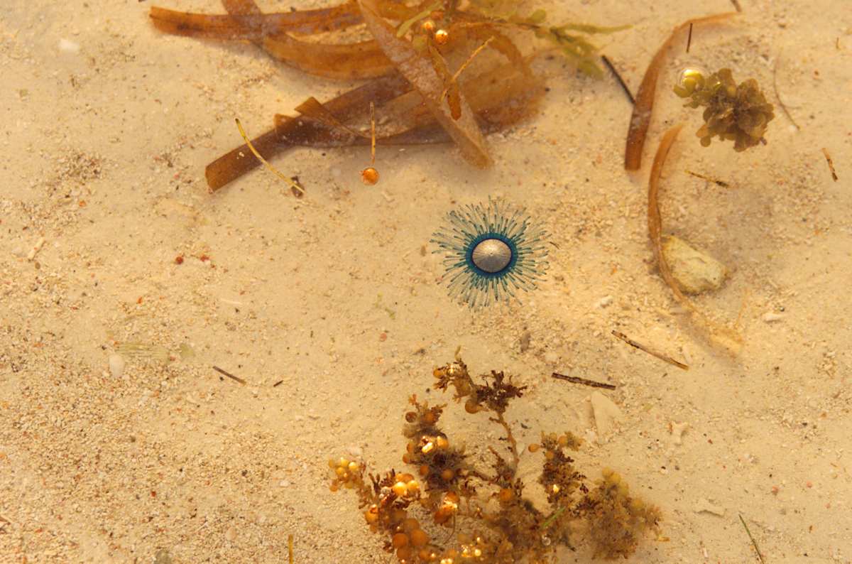 Alien Life Form by David Ginsberg, Image 1.