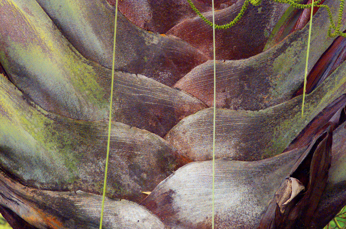 Trangle Palm by David Ginsberg, Image 1.