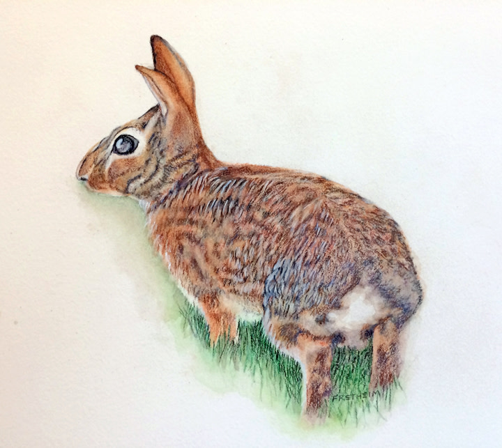 Mmm... Lily Buds by Kristine Fretheim 