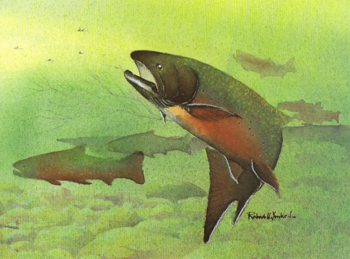 Brook Trout by Robert Yonke, Image 1.