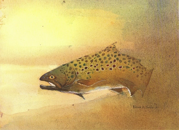Brown Trout by Robert Yonke 