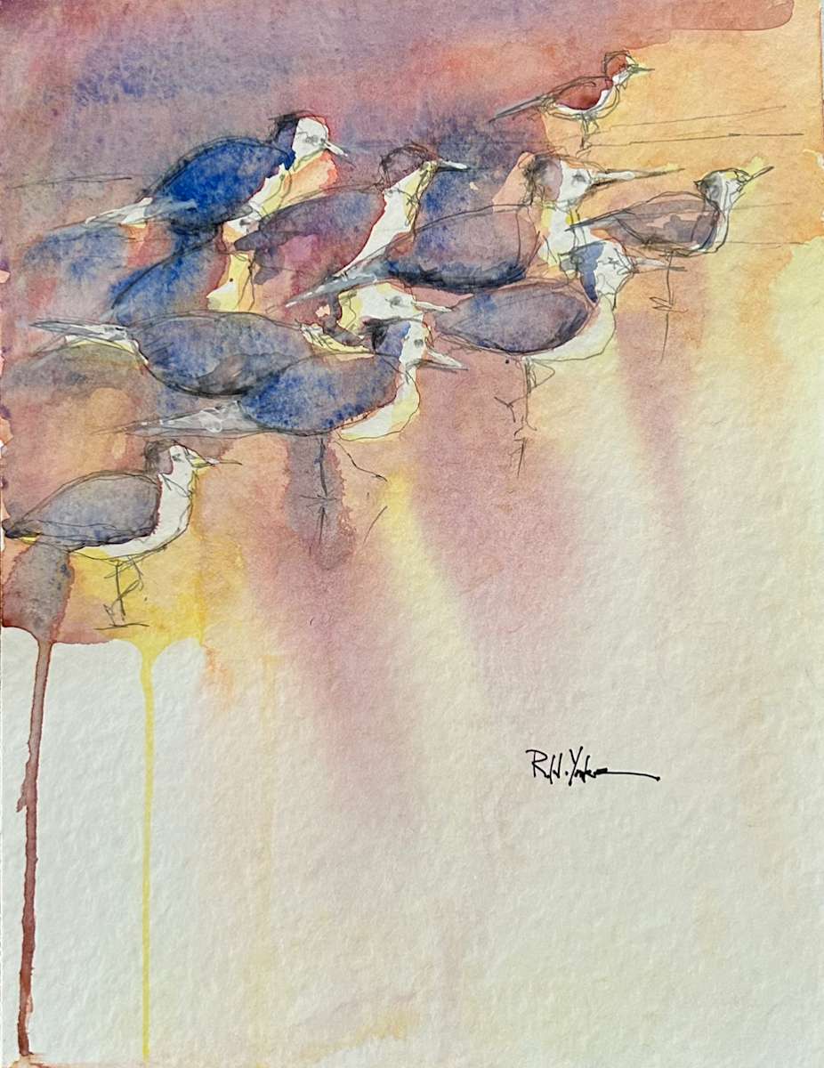 New Smyrna Beach Birds by Robert Yonke 