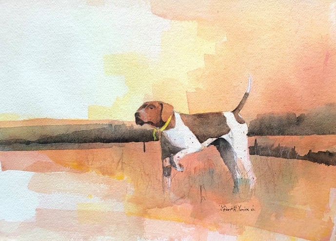 Yellow Collar, Image 1.