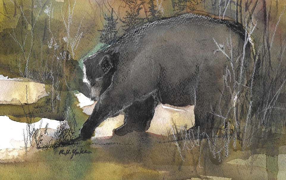 Ursus Americanus by Robert Yonke 