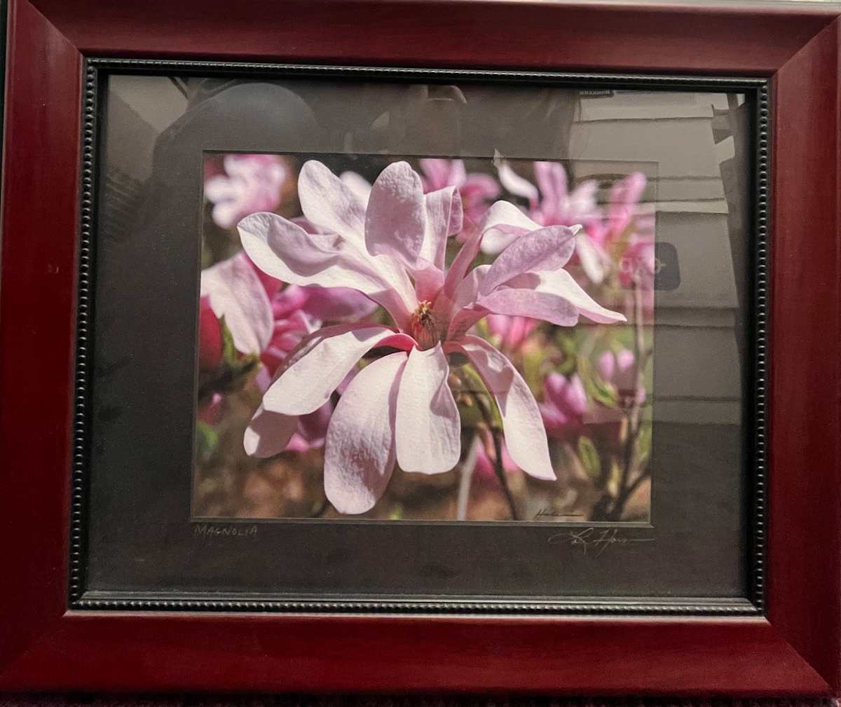 Magnolia by Lou H 
