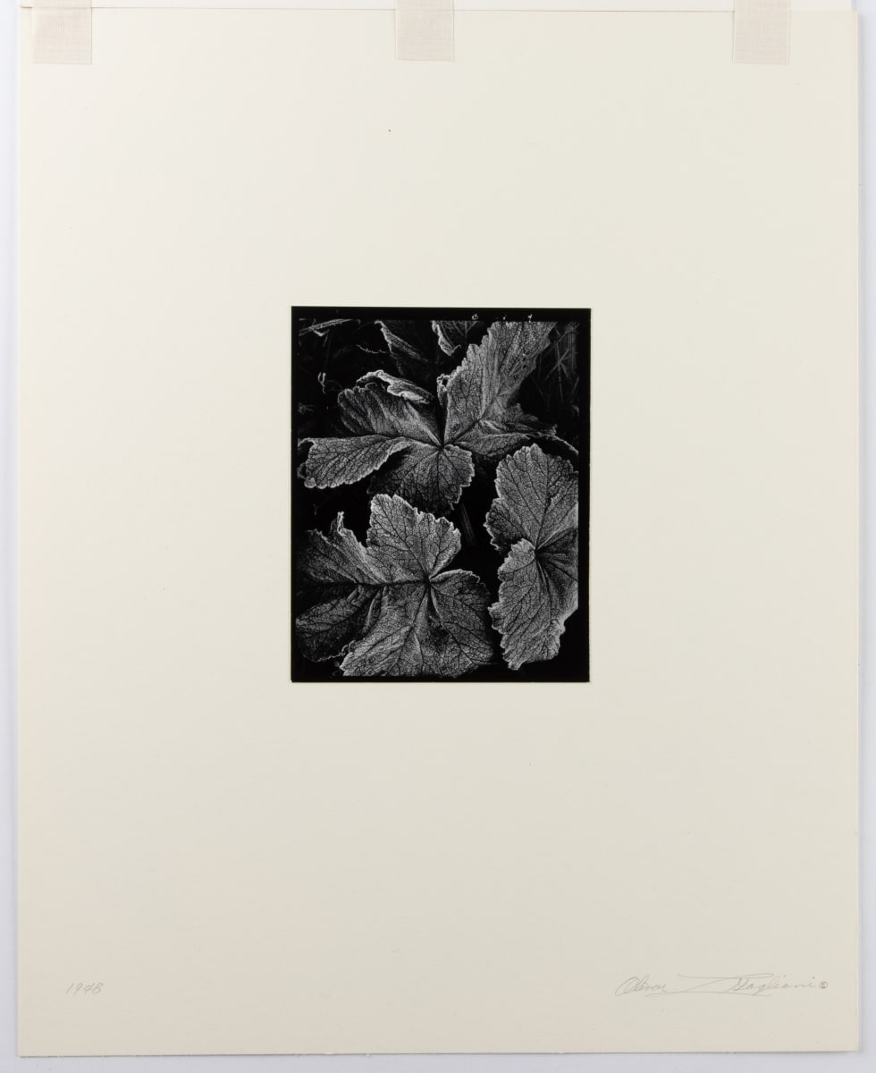 Untitled California by Oliver Gagliani  Image: Oliver Gagliani, Untitled California