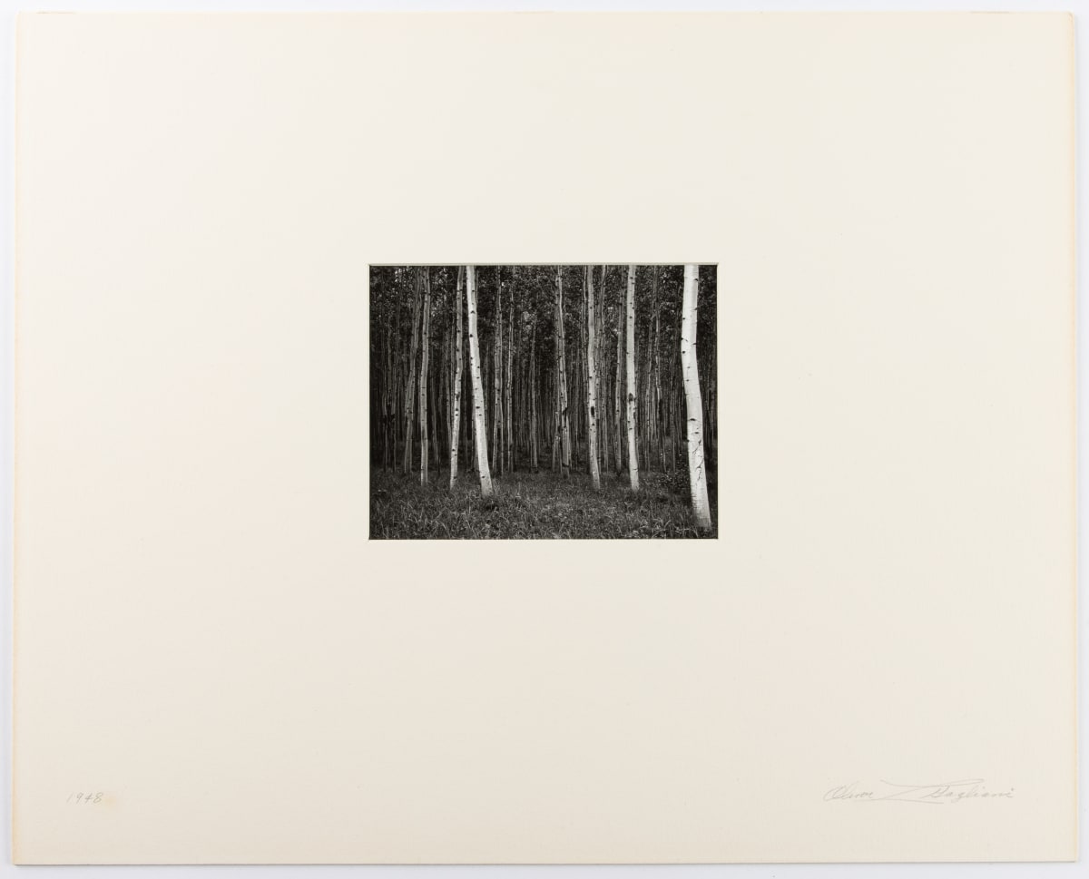 (Trees) Untitled, Canada by Oliver Gagliani  Image: Oliver Gagliani, Untitled California