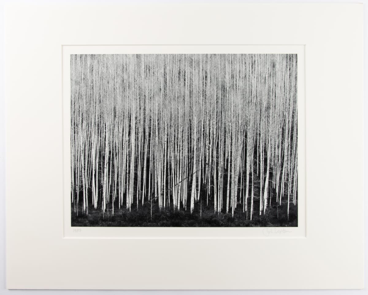 Sea of Aspen Dolores River Canyon by John Sexton  Image: John Sexton, Sea of Aspen Dolores River Canyon, 1987