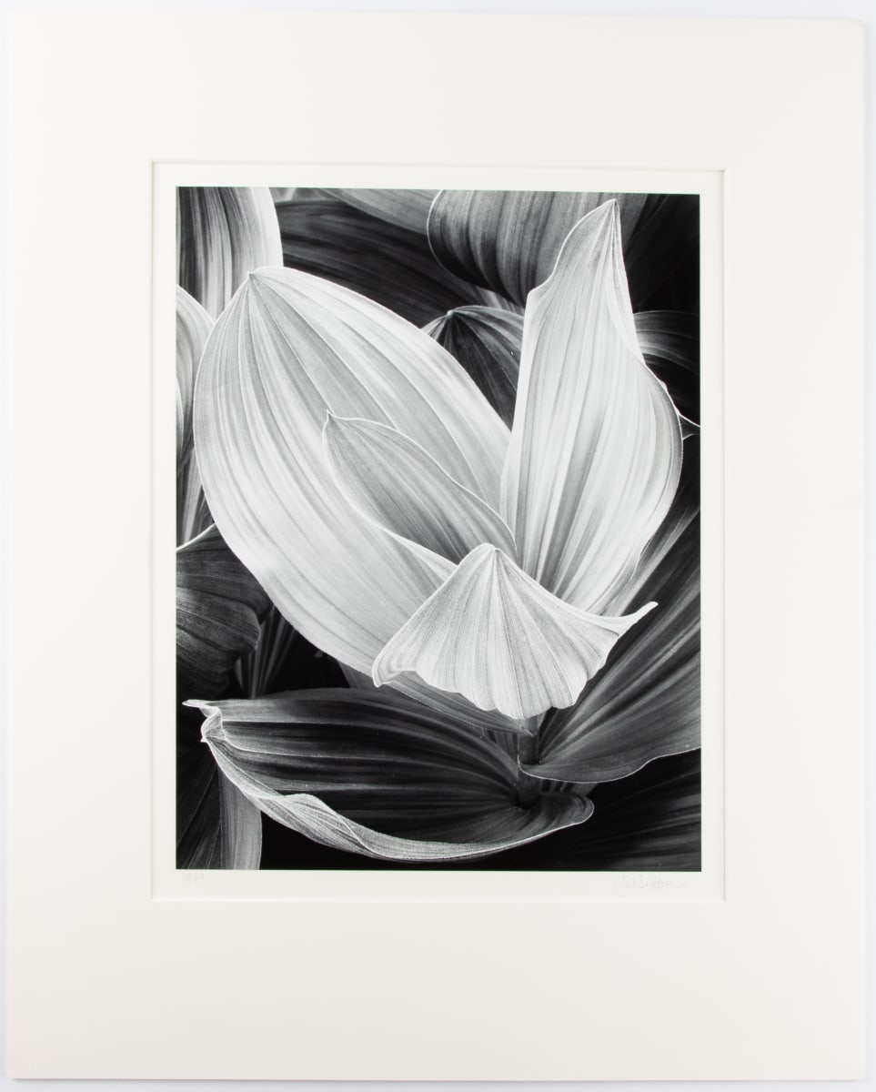 Corn Lily by John Sexton, Image 2.