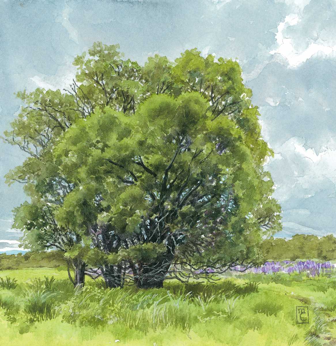 Lupine Field, Nantucket by Mary Chandler 