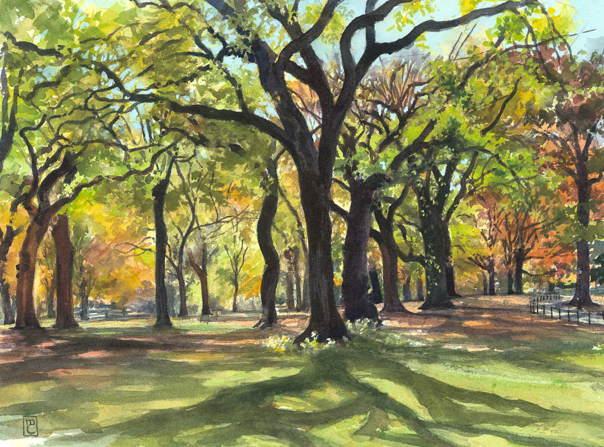 Central Park Elms by Mary Chandler 