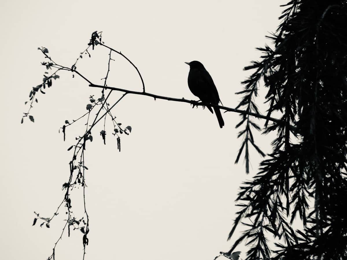 Bird on branch by Denita Benyshek, Image 1.