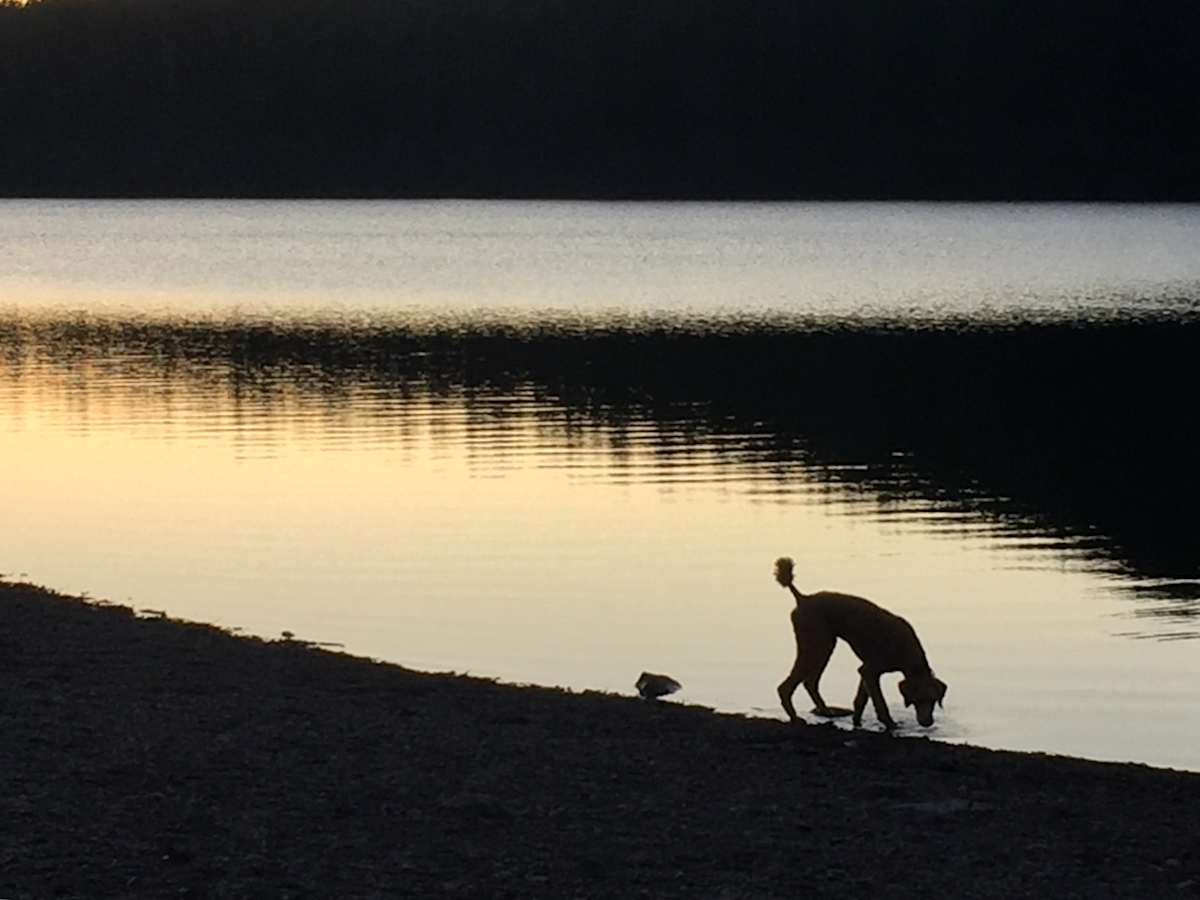 Poodle, lake, dusk by Denita Benyshek, Image 1.