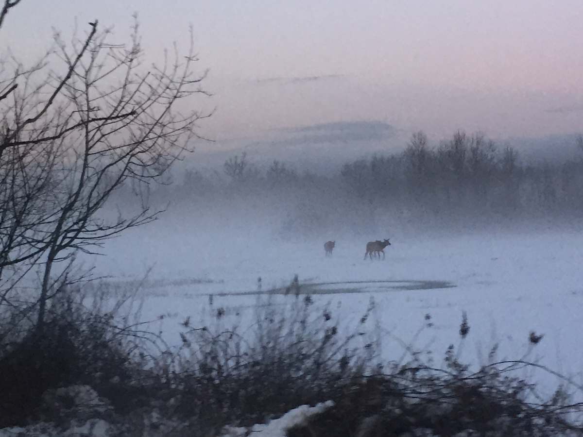 Snoqualmie Valley: Snow, fog, elk, 2 by Denita Benyshek, Image 1.