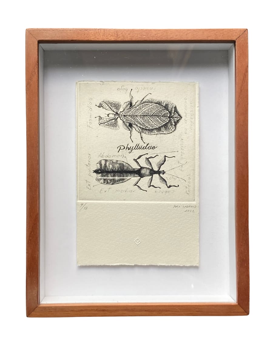 Insecto hoja by Yuli Cadavid 
