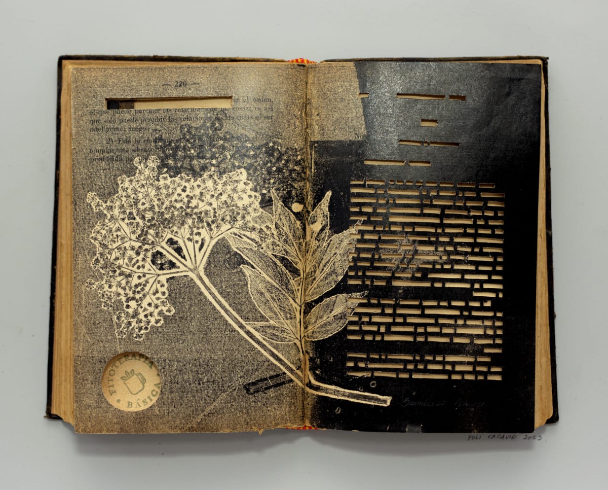 Sauco negro by Yuli Cadavid 