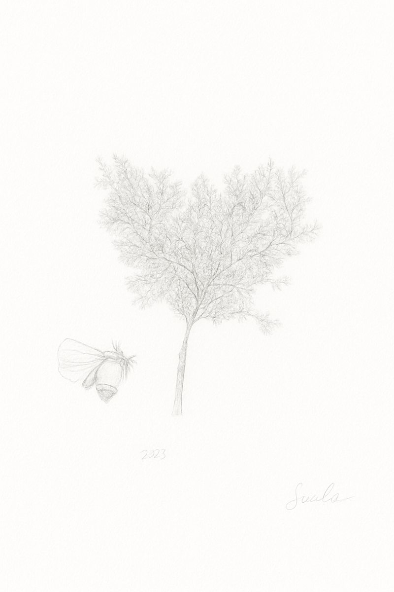 Copey by Glenda Salazar 