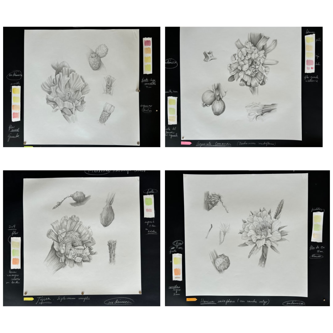 Harrasia eriphoria, Leptoseurus wright, Opuntia militaris y Aguacate cimarrón, del "Proyecto Matorral" by Glenda Salazar 