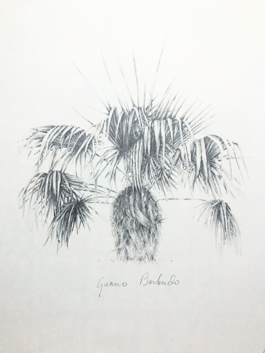 Guano Barbudo by Glenda Salazar 